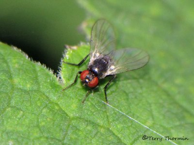 Leaf-mining Flies - Agromyzidae