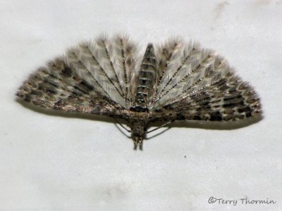 Many-plumed Moths - Alucitidae