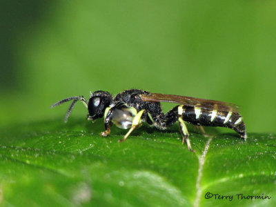 Crabro latipes - Square-headed Wasp 3a.jpg
