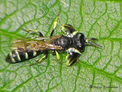 Crabro latipes - Square-headed Wasp 4a.jpg