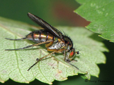 Dolichopodidae - Long-legged Fly female E1a.jpg