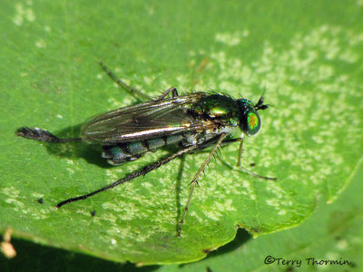 Long-legged Flies - Dolichopodidae