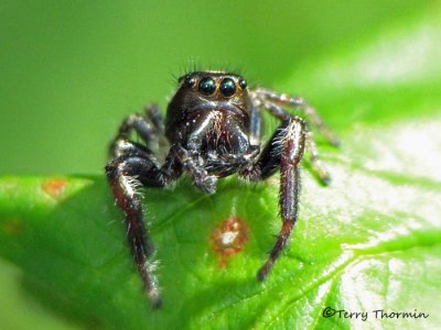 Eris militaris - Jumping Spider 12a.jpg