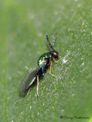 Eulophidae - Eulophid Wasp A2b.jpg