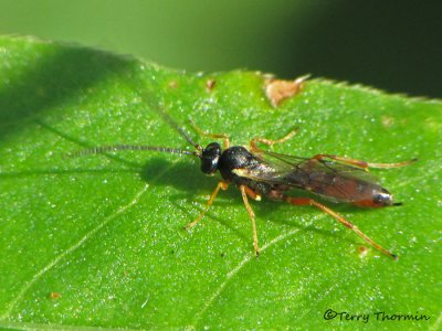 Ichneumonidae - Ichneumon Wasp R1a.jpg