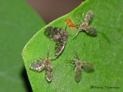 Moth Flies - Psychodidae