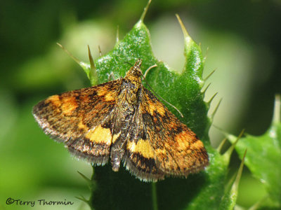 Pyrausta generosa - Pyralid Moth E2a.jpg