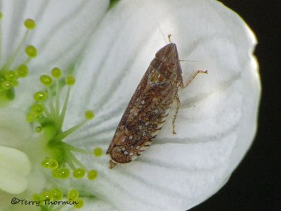 Scaphytopius sp. - Leafhopper B1b.jpg