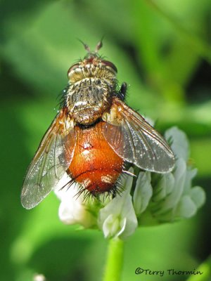Parasitic Flies - Tachinidae