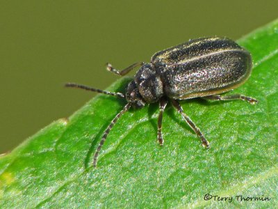 Tricholochmaea sp. - Leaf Beetle H1a.jpg