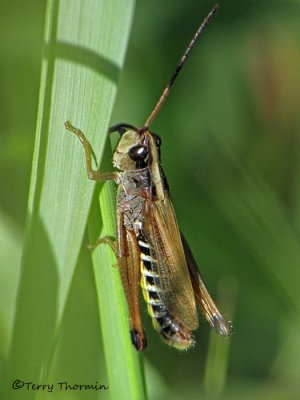 Chorthippus curtipennis - Marsh Meadow Grasshopper 6a.jpg