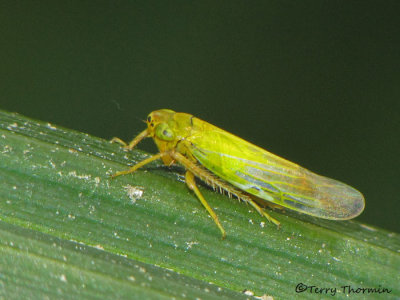 Cicadula ciliata - Leafhopper A1a.jpg