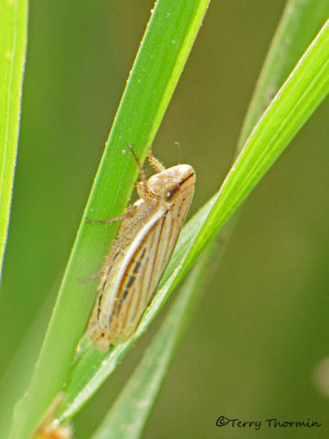 Athysanus argentarius - Silver Leafhopper B1a.jpg
