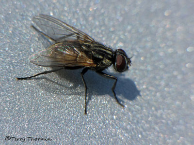 House Flies - Muscidae
