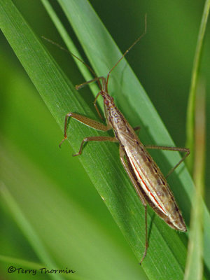 Nabicula flavomarginata - Damsel Bug nymph 1a.jpg