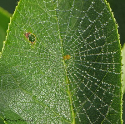 Araneidae - Orbweaver Spider web in leaf 1a.jpg