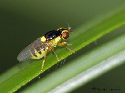 Grass Flies and Eye Flies - Chloropidae