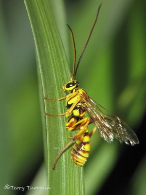 Ichneumonid Wasps - Ichneumonidae