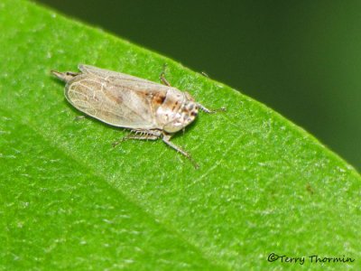 Doratura stylata - Leafhopper 1a.jpg