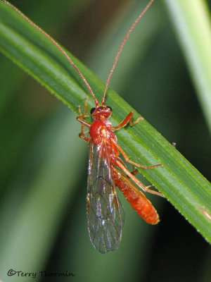 Ichneumonidae - Ichneumon Wasp R2b.jpg