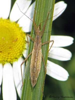 Nabicula flavomarginata - Damsel Bug nymph 2a.jpg