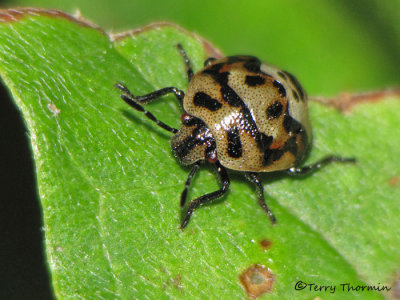 Stink Bugs - Pentatomidae
