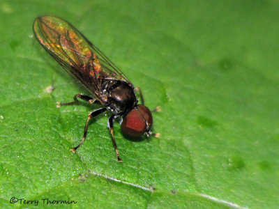 Big-headed Flies - Pipunculidae