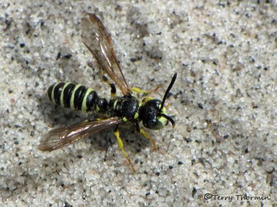 Cerceris sp. - Weevil Wasp A1a.jpg