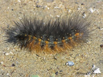 Estigmene acrea - Salt Marsh Caterpillar 6a.jpg