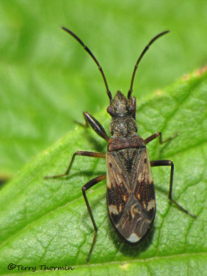 Long-necked Seed Bugs - Rhyparochromidae