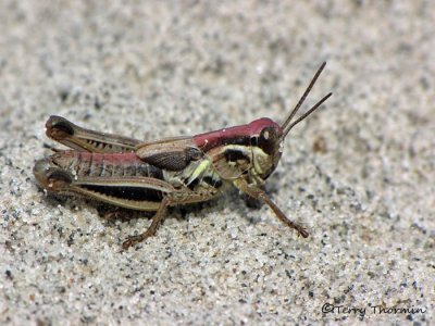 Melanoplus femurrubrum - Red-legged Grasshopper nymph C1a.jpg
