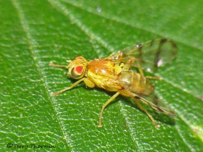 Fruit Flies - Tephritidae