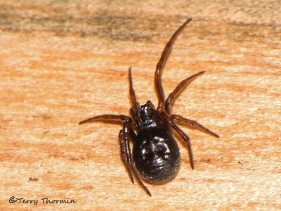 Steatoda borealis - Boreal Cobweb Spider A1a.jpg