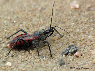 Rhynocoris ventralis - Assassin Bug 2a.jpg