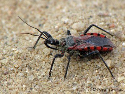 Assassin Bugs - Reduviidae