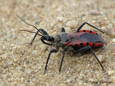 Rhynocoris ventralis - Assassin Bug 1a.jpg