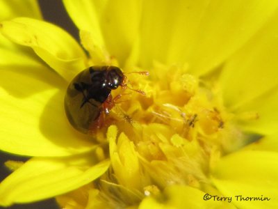 Phalacridae - Shining Flower Beetle A2a.jpg