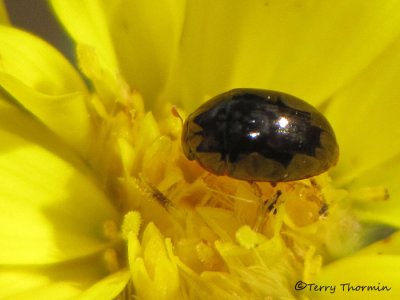 Shining Flower Beetles - Phalacridae