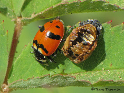 Hippodamia quinquesignata - Five-spotted Ladybug 1a.JPG