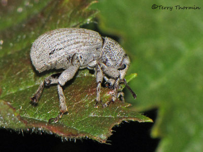 Curculionidae - Weevil B3a.jpg