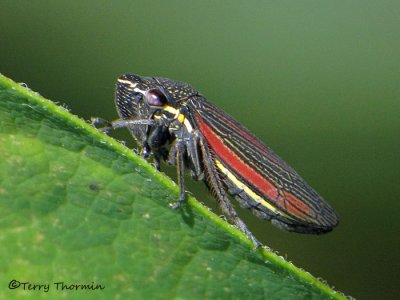 Cuerna sp. - Leafhopper A9a.JPG