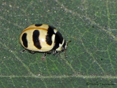 Coccinella trifasciata - Three-banded Ladybug 2a.jpg