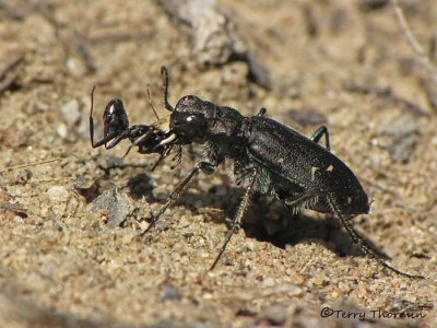 Cicindela longilabris - Long-lipped Tiger Beetle with ant 1a.jpg