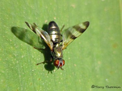 Picture-winged Flies - Ulidiidae