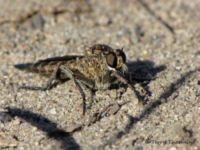 Asilidae - Robber Fly D3a.jpg