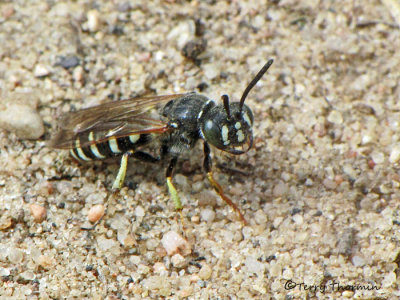 Aphilanthops subfrigidus - Ant Queen Wolf 1a.jpg