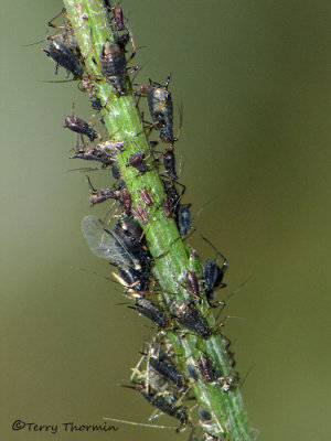 Aphids E2b.jpg