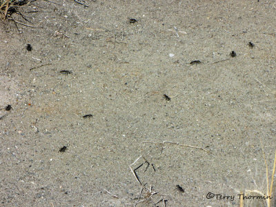 Cicindela duodecimguttata - Twelve-spotted Tiger Beetles 1a.jpg