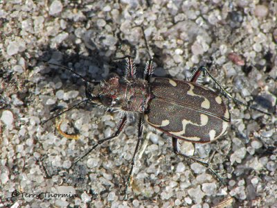 Cicindela duodecimguttata - Twelve-spotted Tiger Beetle 12a.jpg