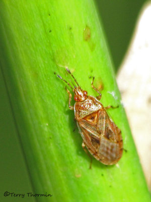 Artheneid Bugs - Artheneidae